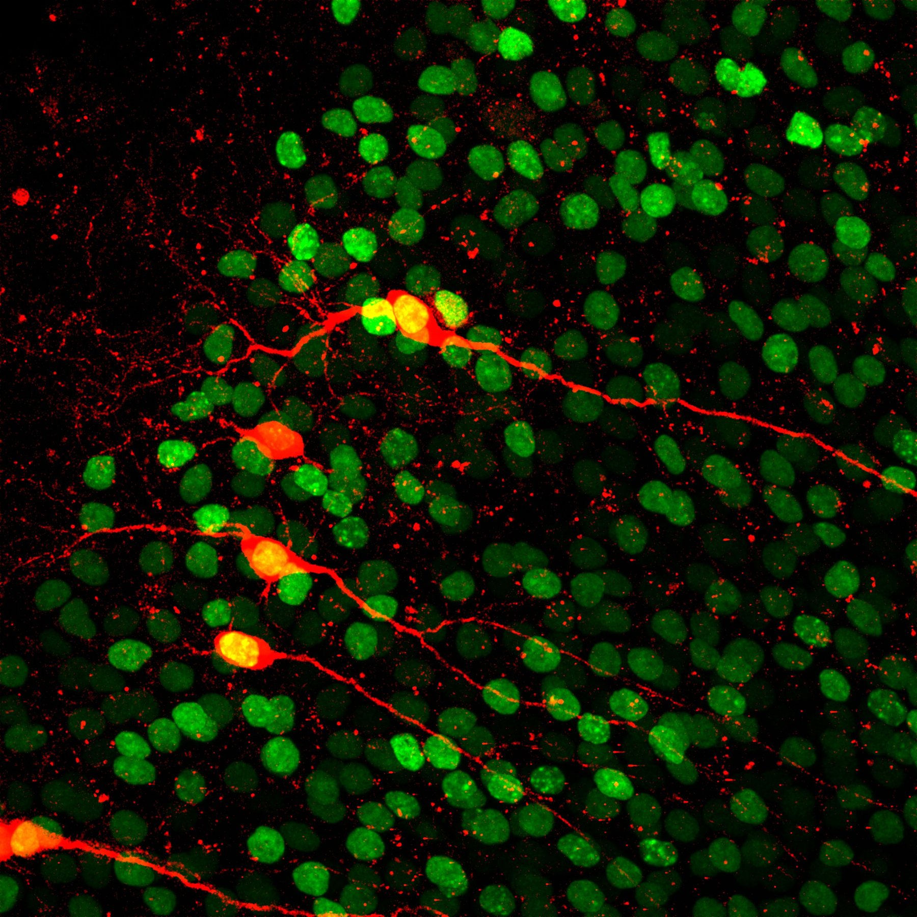 Several recorded neurons filled with biocytin, glowing red-orange against green cell nuclei