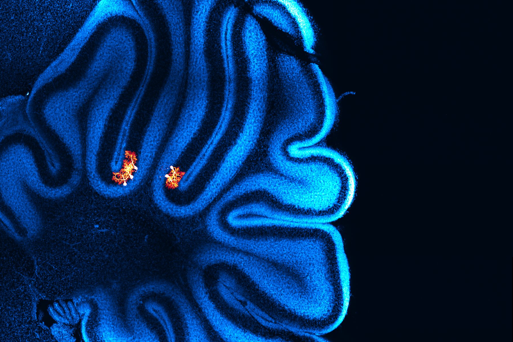 Recorded neurons glowing orange within the folded layers of mouse cerebellum