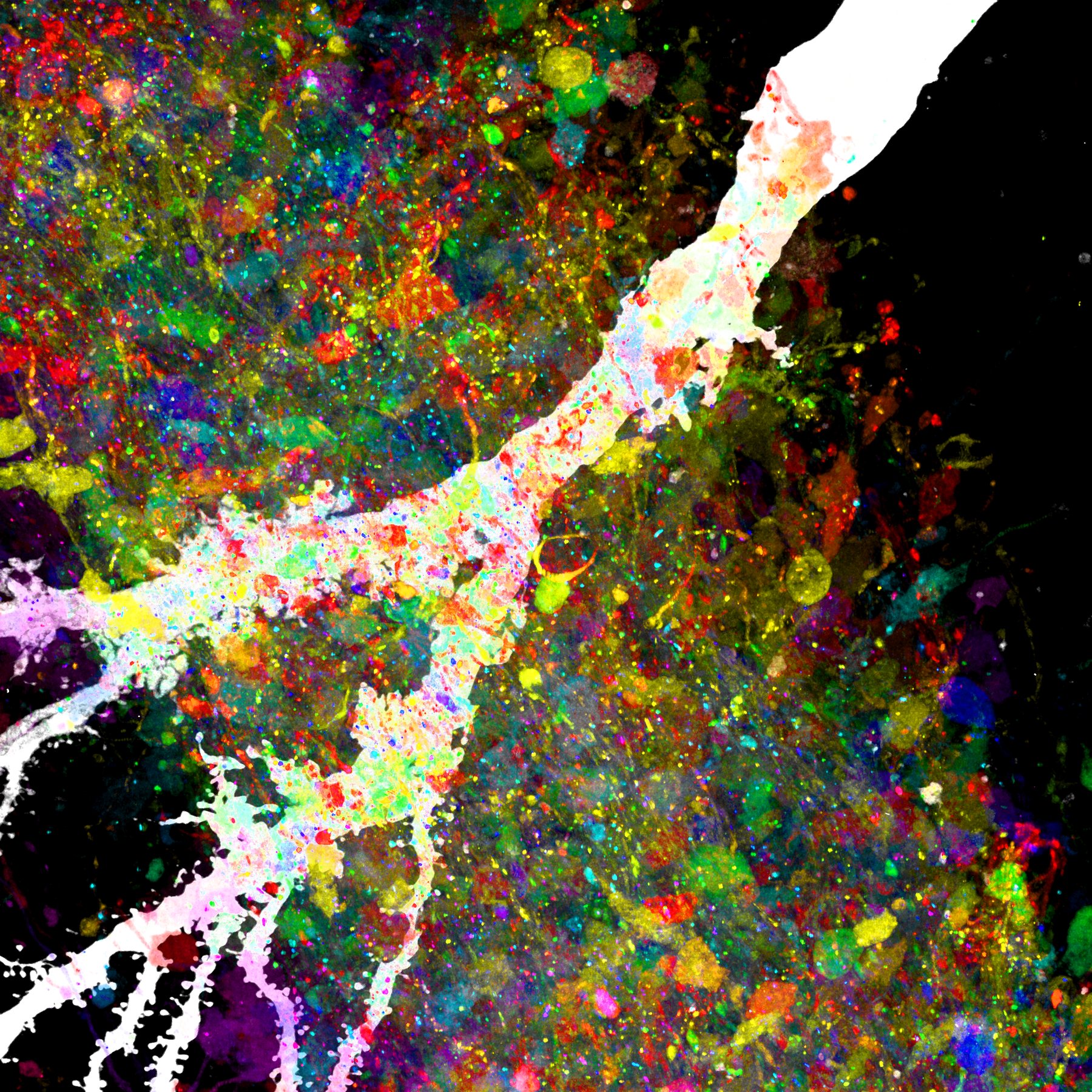 An abstract, richly coloured image of fluorescent tracts and cells